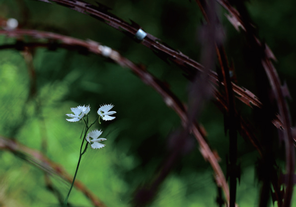 '꿈속에서라도 보고 싶다', 해오라비난초! 