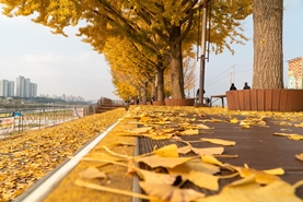 은행나무와 5060 인생